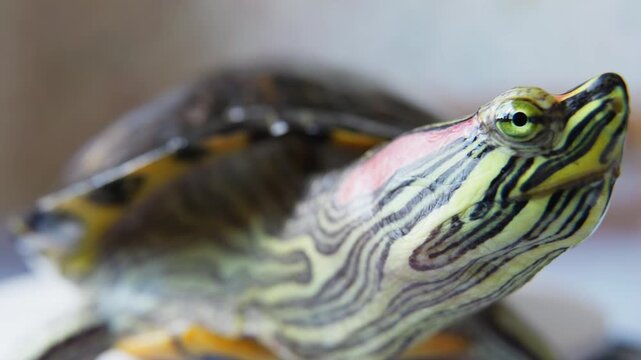 Red Eared Slider Turtle Macro Portrait Close Up.