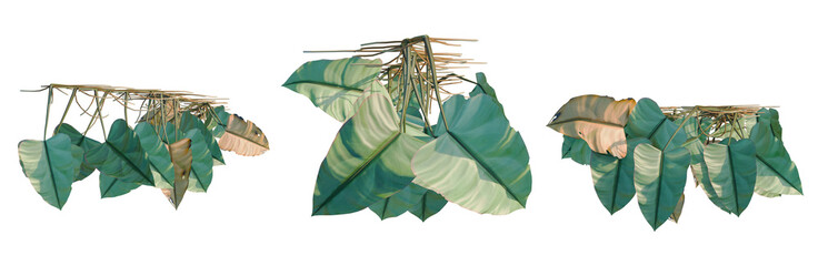 Philodendron scandens-Sweetheart tree plan, top view, cutout, transparent background, isolate, Detailed close-up of a lush green leaf with delicate veins, perfect for nature backgrounds and textures. © DH Tree Stock