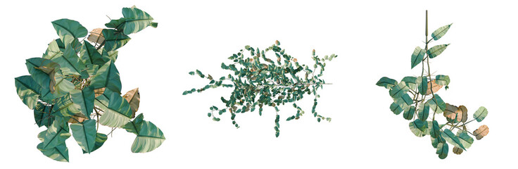 Philodendron scandens-Sweetheart tree plan, top view, cutout, transparent background, isolate, Vibrant green foliage with a unique textured leaf pattern, perfect for nature-themed designs. © DH Tree Stock