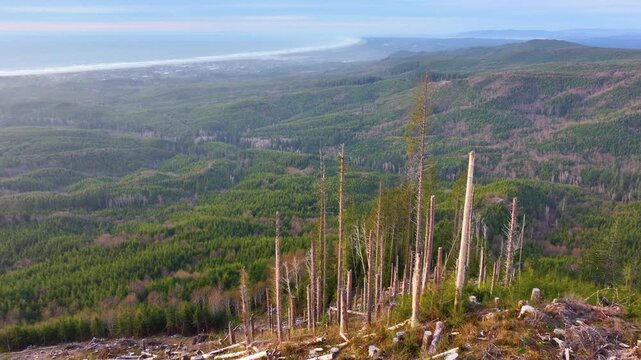 Oregon Coast Drone View Above Regrowing Forest Near Seaside