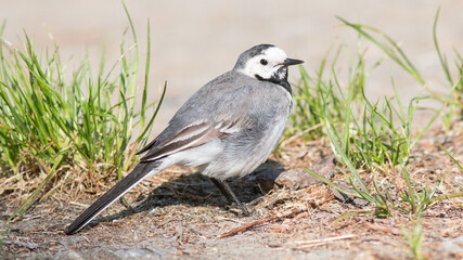 black tailed tit © lazalnik