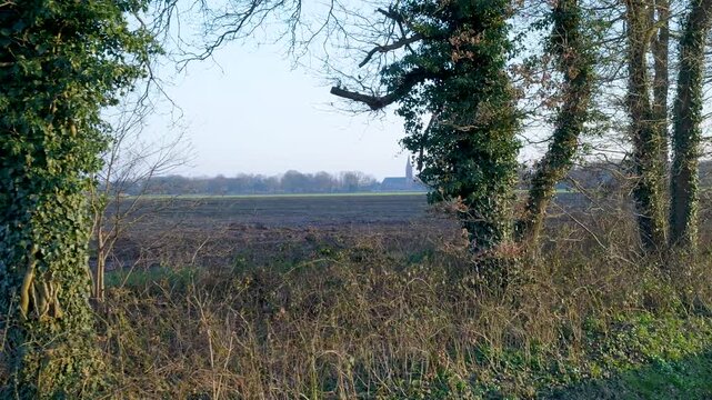 Ivy-covered trees moving to reveal plowed field and church spire