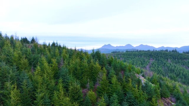 Drone Flight Above Regrowing Timber Forest in Seaside Oregon