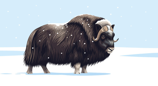 Majestic Musk Ox Standing Proudly in a Snowy Tundra Landscape, Representing Arctic Wilderness and Resilience