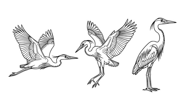 Great Blue Heron Bird Line Art Vector Illustration Set with Flying and Standing Poses