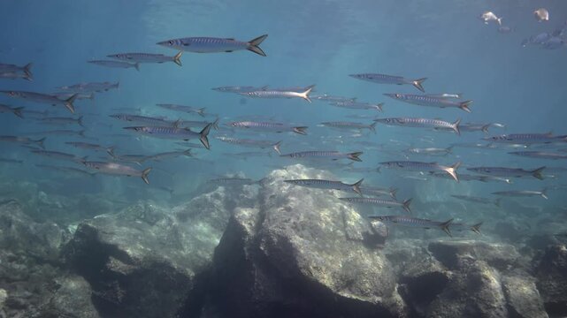 Schooling Guachincho Barracuda Swirling in Crystal Clear Water, Canary Islands Scuba Diving