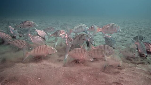 Massive School of Bastard Grunts Swirling in Crystal Clear Water, Canary Islands Scuba Diving