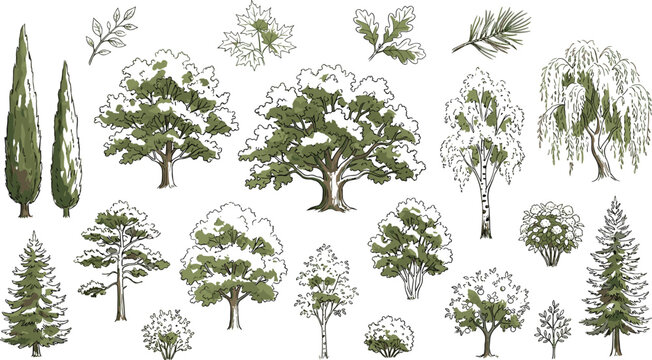 Hand Drawn Forest Tree Vector Elements Set with Oak Pine Cypress Birch and Willow Sketched Graphics for Architectural Rendering Landscape Planning and Nature Design