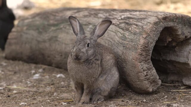 A fluffy grey rabbit sits quietly on the ground beside a large hollowed tree log in a peaceful setting. 4k slow motion stock video