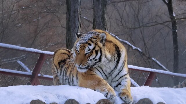 Siberian Tiger Resting in Snowy Winter Forest