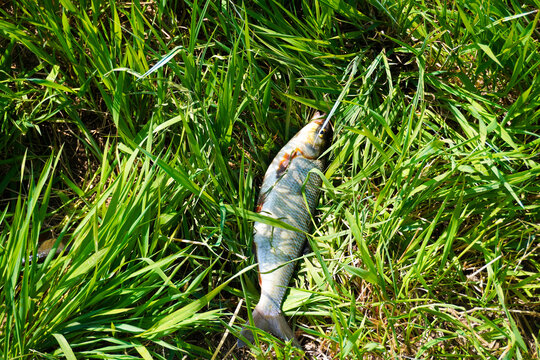 Freshly Caught Vimba Fish Lying in Green Grass by Riverside