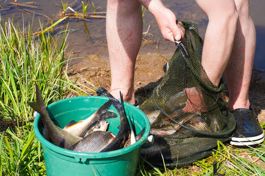 Fisherman Taking Fresh Vimba Fish Out of Net and Placing Them Into Bucket by Riverbank