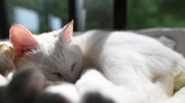 心地よい光の中で優しく目を閉じて眠る白い猫のクローズアップ