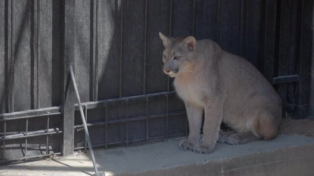 The Bolivian Puma concolor sits and observes the place from a cage. It is sitting in the shade in front of a black metal fence. It is brown-colored and medium-sized.