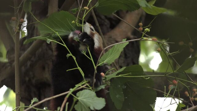 An adorable red panda looks forward attentively while holding onto a green leafy tree branch in a forest habitat. 4k slow motion stock video