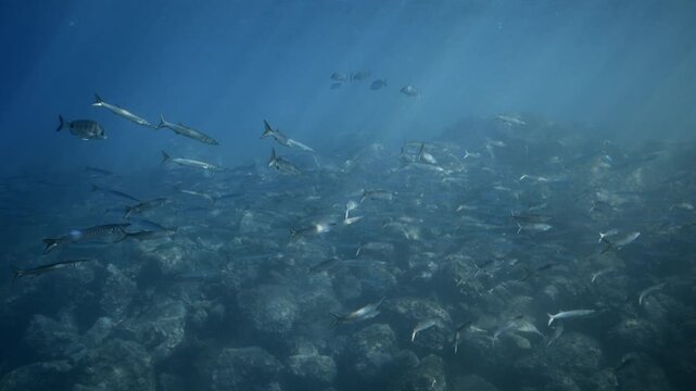 Schooling Guachincho Barracuda Swirling in Crystal Clear Water, Canary Islands Scuba Diving