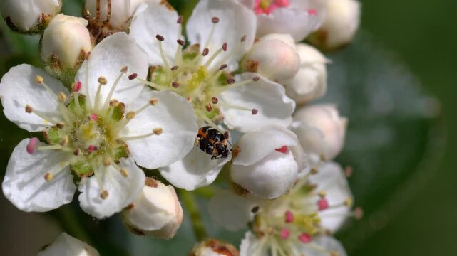 Macro of Small Carpet Beetle on White Chokeberry Blossom &mdash; Anthrenus Scrophulariae on Aronia Flower Petals Close-up