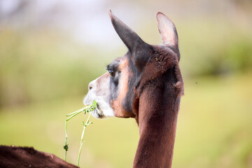 close up of a llama © amr