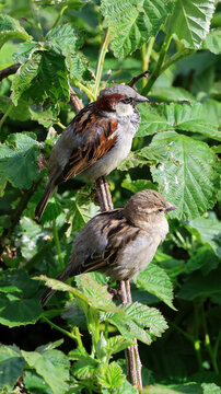 Two sparrows perching on a bramble bush, enjoying the sunshine together. Cute female and male small birds enjying some peace.