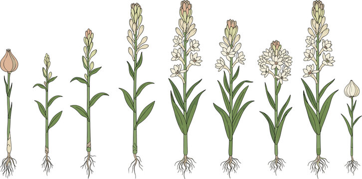 Tuberose blooming cycle vector diagram showing plant growth stages from bulb root to white floral spike