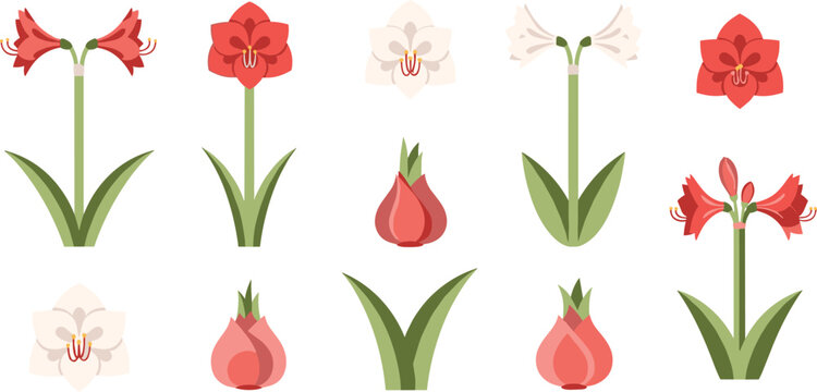 Amaryllis minimalist flower icon vector set with flat geometric blooming stems red lily bulbs and leaves