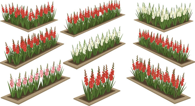 Gladiolus garden landscape vector elements with colorful red white and pink floral borders and formal flowerbeds
