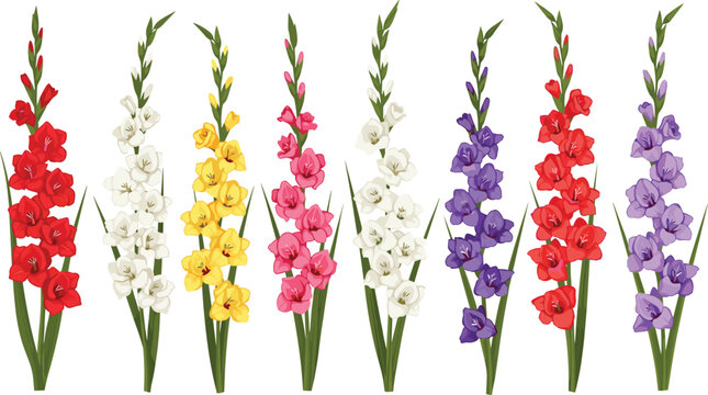 Gladiolus flower stem vector set featuring colorful blooming floral spikes with red pink yellow and purple blossoms