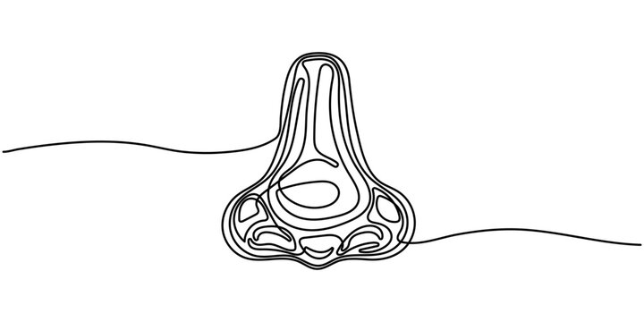 Continuous line drawing of human nose anatomy,