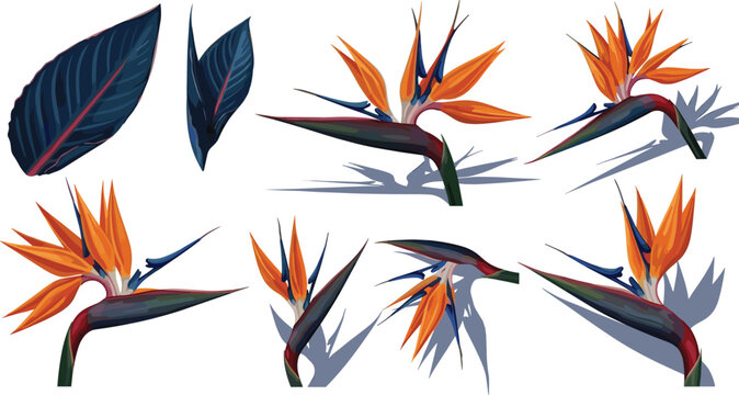 Bird of paradise flower vector set with orange tropical strelitzia blooms exotic textured leaves and cast shadows