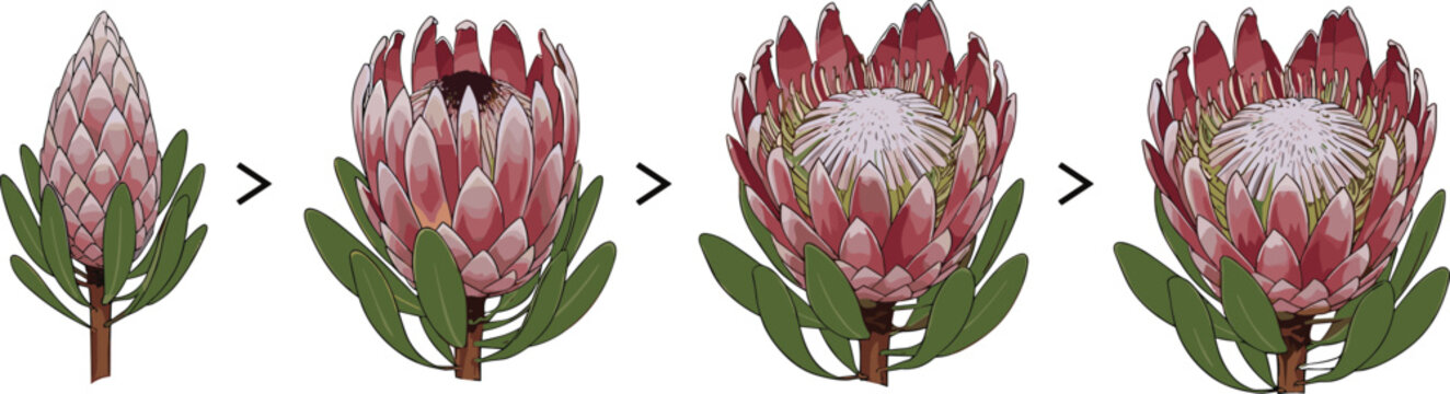 King protea flower blooming cycle vector diagram showing stages from young closed bud to fully open blossom