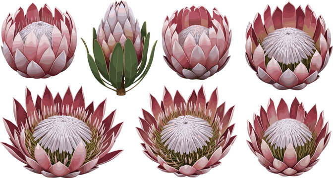 King protea flower vector set showing various blooming stages from bud to open pink exotic floral heads