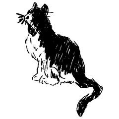 Black and white cat sitting and looking up on white background © Chathura