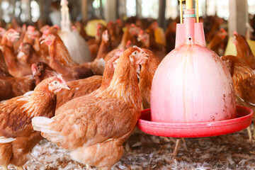 The chickens are enjoying their time on the farm. © maybeiii