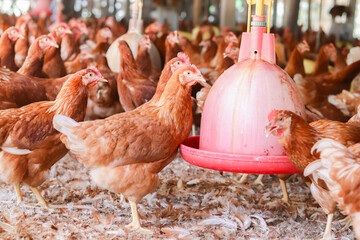 The chickens are enjoying their time on the farm. © maybeiii