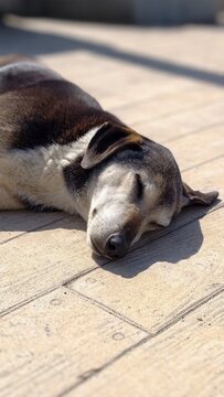 Muzzle of sleeping homeless dog outdoors