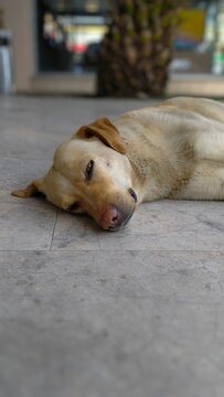 Sleeping homeless dog on sidewalk
