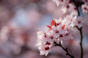 Naklejka premium Sakura Cherry Blossom Bloom – Pink Spring Nature Flowers