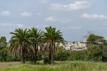 Fototapeta premium Palmiers dans la banlieue de Tunis