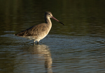 Obraz premium Portrait of a Black-tailed Godwit at Sanad mangrove