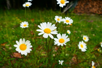 Obraz premium Margeriten Blüte