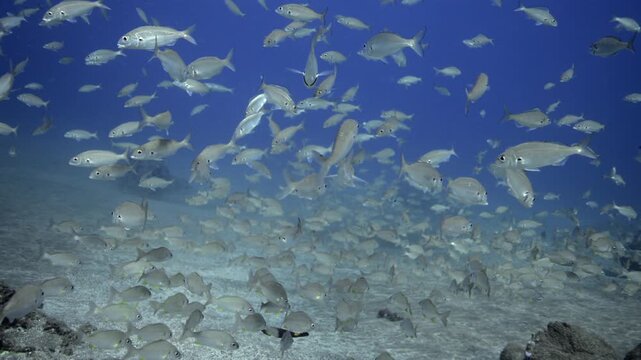 Dense Silver Fish Bait Ball Over a Volcanic Reef Ecosystem, Atlantic Ocean Underwater Shot