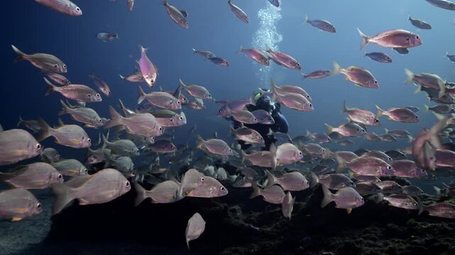 Scuba Diver Swiiming with Dense Silver Fish Bait Ball Over a Volcanic Reef Ecosystem, Atlantic Ocean Underwater Shot