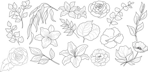 Floral and Botanical Line Art Vector Set: Elegant hand-drawn sketches of lilies, roses, eucalyptus leaves, and willow branches in outline and black silhouette styles. Minimalist line drawings and soli © MDneamul