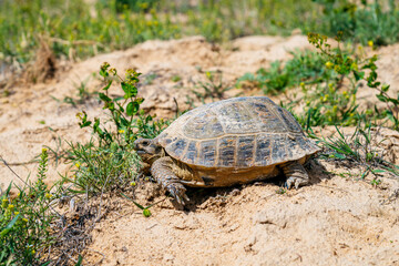 Obraz premium a turtle lies on the sand and chews a flower