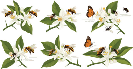Vector illustration of honeybees and butterflies pollinating citrus blossom flower branches isolated on white background © MdNipon