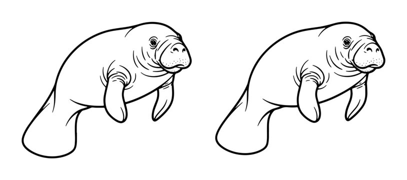 Two Outline Manatees, Sea Cow Vector Illustrations. Gentle Marine Mammal Art for Wildlife Education and Ocean Conservation.