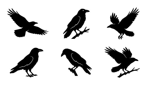Silhouette Raven Icons, Black Bird Vector Set, Flying and Perching Corvid Graphics, Mystical Avian Collection