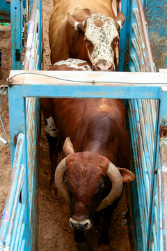 Cattle moving through a blue livestock chute