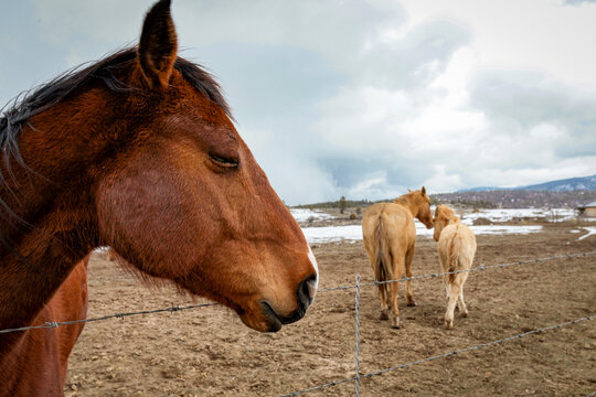 Horse profile with herd in the distance