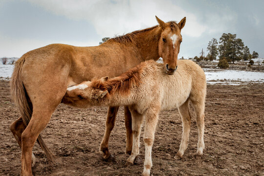 Foal nursing from mare in a winter pasture
